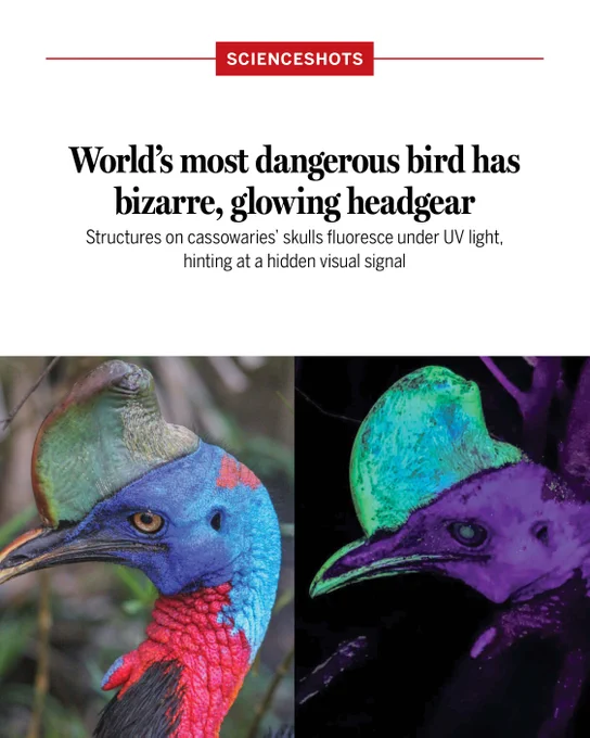 World’s most dangerous bird has bizarre, glowing headgear
Structures on cassowaries’ skulls fluoresce under UV light, hinting at a hidden visual signal