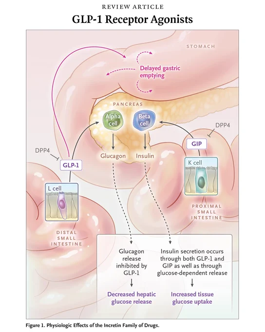 Review Article
GLP-1 Receptor Agonists

Figure 1. Physiologic Effects of the Incretin Family of Drugs.