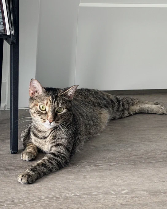 Rescued torbie cat with green eyes named Curiosity lying stretched out on a light wooden floor near a black table leg is available for adoption through Lost Dog & Cat Rescue Foundation.