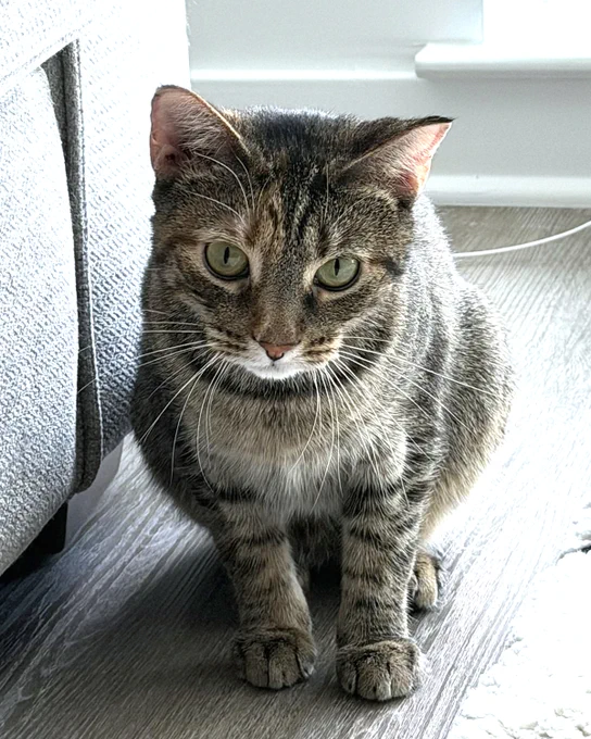 Close-up of a rescued torbie cat with green eyes named Curiosity sitting on a wooden floor next to a gray couch. Curiosity is available for adoption through Lost Dog & Cat Rescue Foundation.