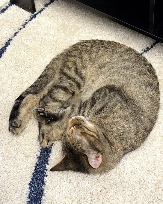 Rescued torbie named Curiosity curled up and sleeping peacefully on a cream carpet with dark blue lines is available for adoption through Lost Dog & Cat Rescue Foundation.