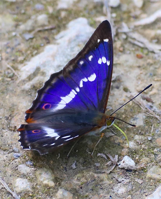 Purple Emperor (Apatura iris) © Clive Burrows