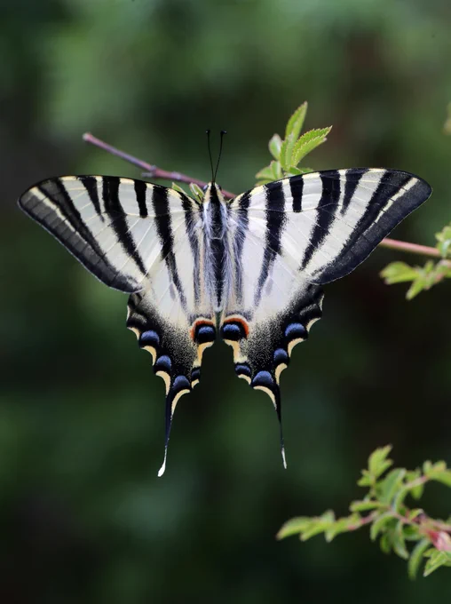 Iberian Scarce Swallowtail (Iphiclides feisthamelii) © Jon Dunn