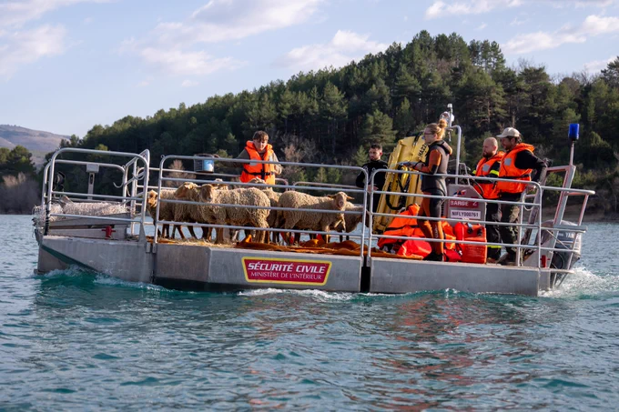 Photographie de l'évacuation d'un troupeau de brebis sur une embarcation de la Sécurité civile dans les gorges du Verdon.