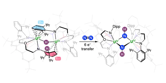 The image is a schematic showcasing one of the reactions from the paper: uranium(IV)/uranium(IV) bridging hydride complex updakes the molecule of dinitrogen, delivering six electrons and two protons, which results in the formation of a bis-imido diuranium(IV) complex. Uranium atoms are green, hydrogen atoms are purple, and nitrogen atoms are blue. Reduced arene rings of the hydride complex are represented with pink (mono-reduced) and light-blue (di-reduced) colour fills.
