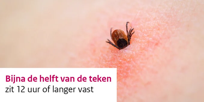 Foto: teek in huid. Tekst: bijna de helft van de teken zit 12 uur of langer vast