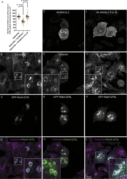 Figure showing that overexpression of MICAL2 decreases endosomal branched actin.