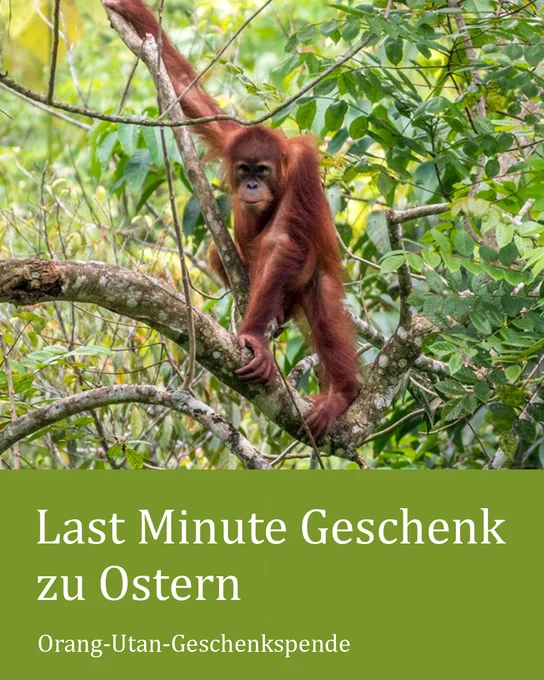 Ein junger Orang-Utan steht auf einem Ast in der Baumkrone und schaut in die Kamera. Unten steht: „Last Minute Geschenk zu Ostern; Orang-Utan-Geschenkspende“.