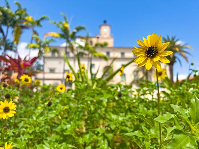 Yellow pollinator flowers in front of Coral Gables City Hall.