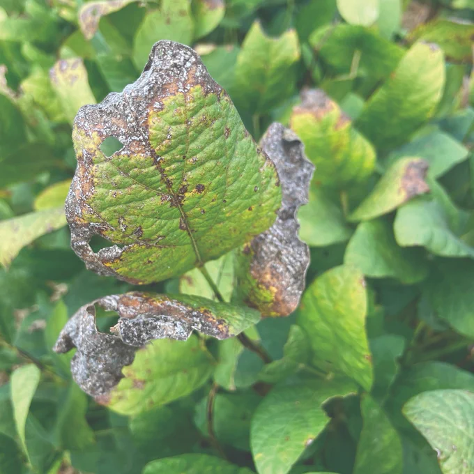 Cercospora leaf blight on a leaf. 