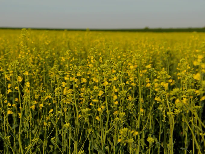 canola