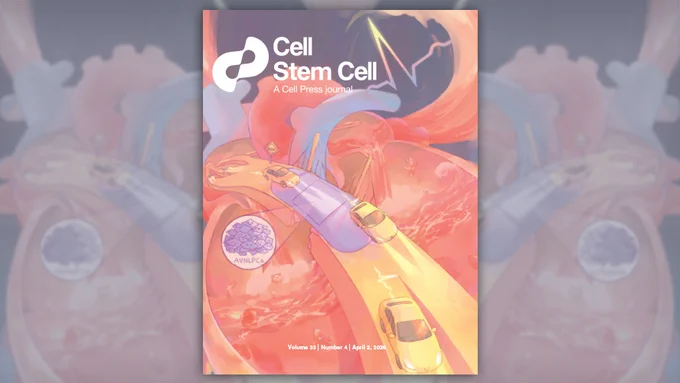 Cover image of the Cell Stem Cell research journal depicting an illustration of a heart's conduction system as a highway, and cars driving along the AVN bridge symbolizing electrical signals. 