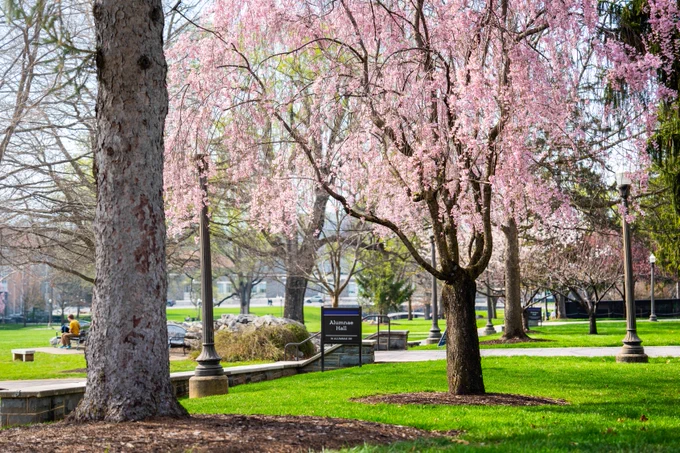 View of the Quad surrounded by pink and green trees.