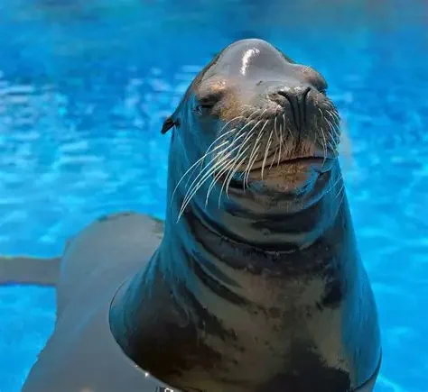 image of a cute sealion, an actual one, not an online one like this poster is being