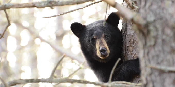 a black bear clinging to a needless/leafless pine tree staring at the camera.