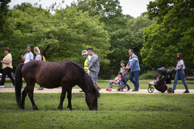 A group of people walk along a path in a park, with a brown pony grazing in the grassy foreground. Some are pushing strollers, while others walk beside them. Trees fill the background.
