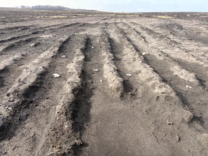 Deep, straight grooves in burnt ground.