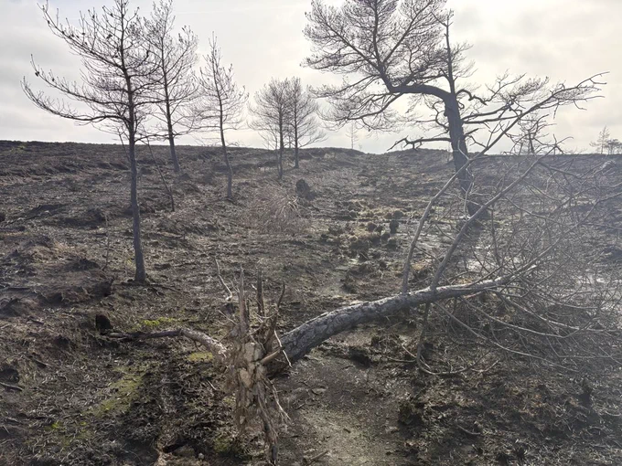 Burnt trees on burnt moorland.