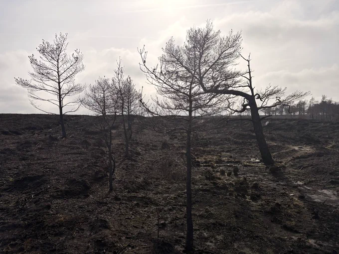 Burnt trees on burnt moorland.
