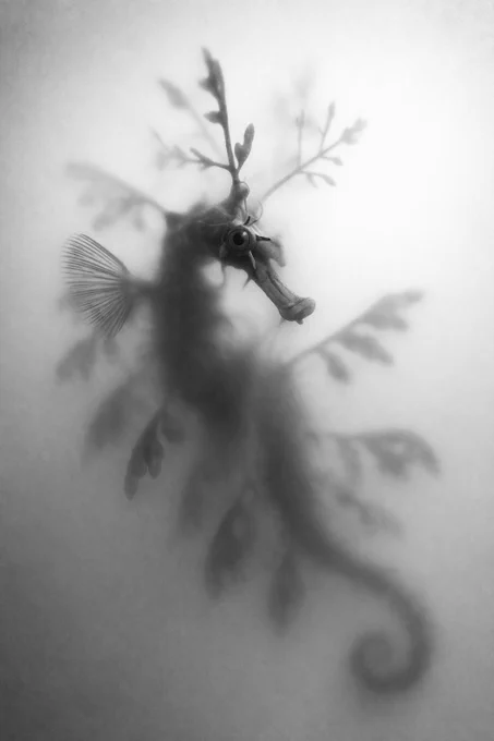 Silhouette of a leafy sea dragon rendered in black and white. Image generated using AI (ChatGPT)