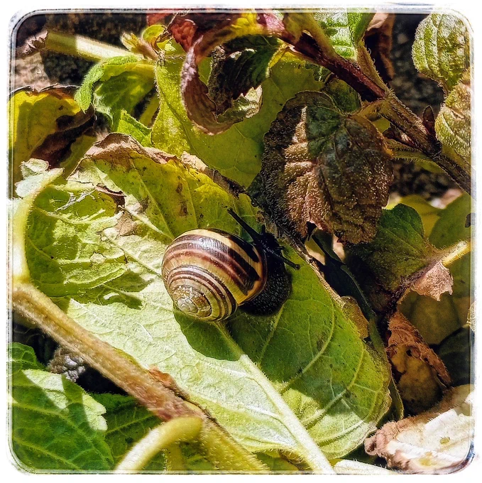 A yellow stripes snail quite happy amongst the mint herb trimmings!
