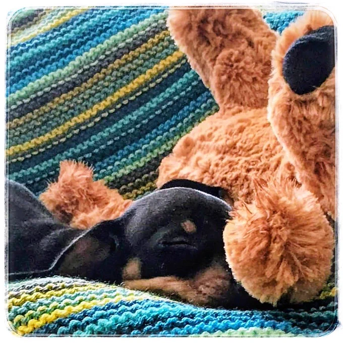 A tiny sleepy puppy nestled up to his teddy with a striped knit blanket behind - if only they stayed this small forever!