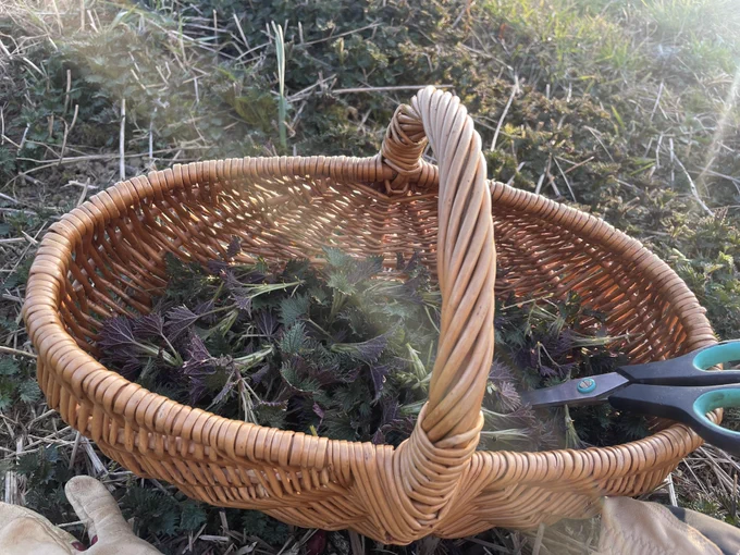 Basket with nettles and scissor in the sun