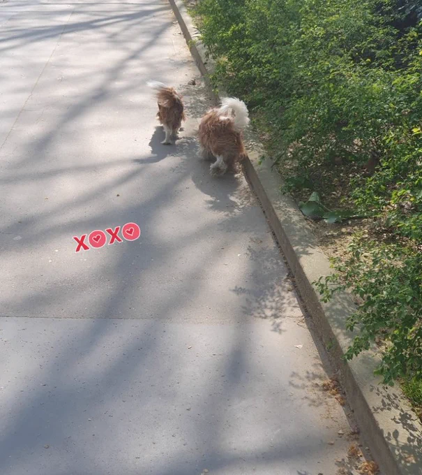 Night&Pasha 🧡🧡 Mes Amours de Cavaliers King Charles Spaniels en balade sur la Promenade Montsouris #Paris14 avec leur Dog Sitter hyper bienveillante💕💕 pendant mon absence de Paris🥰