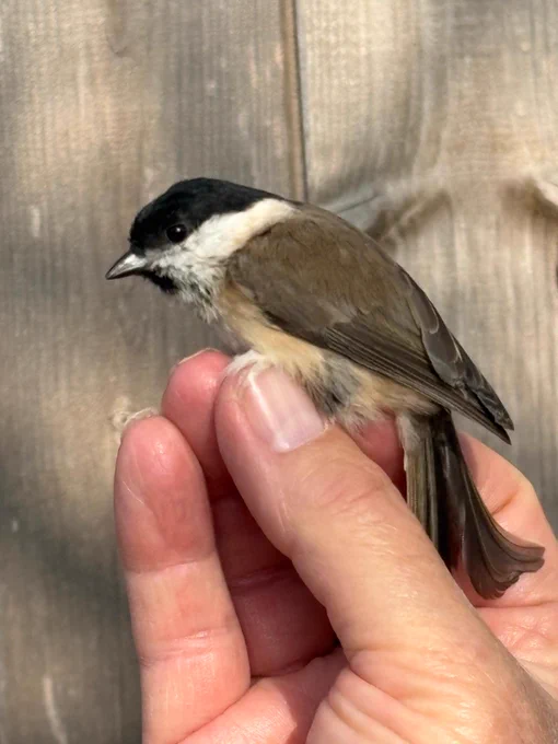 Marsh Tit