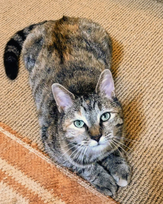 Torbie calico rescued cat with green eyes named Waffle lying on a beige textured carpet, looking directly at the camera is available for adoption through Lost Dog & Cat Rescue Foundation.