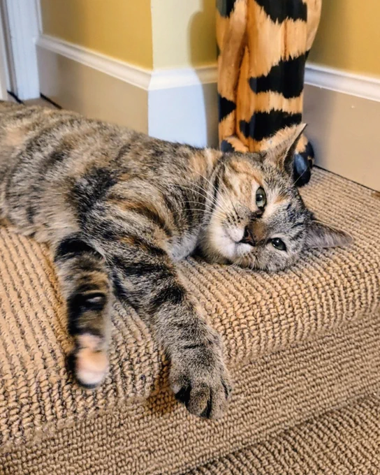 Torbie calico rescued cat with green eyes named Waffle lying stretched out on a carpeted stair in a cozy home corner is available for adoption through Lost Dog & Cat Rescue Foundation.