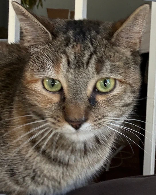 Close up of a torbie calico rescued cat named Waffle is available for adoption through Lost Dog & Cat Rescue Foundation.

