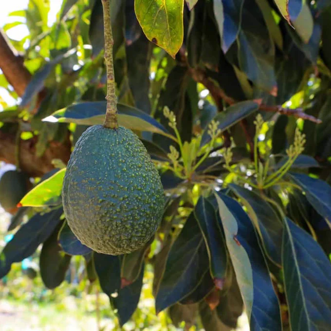 Avocado on tree