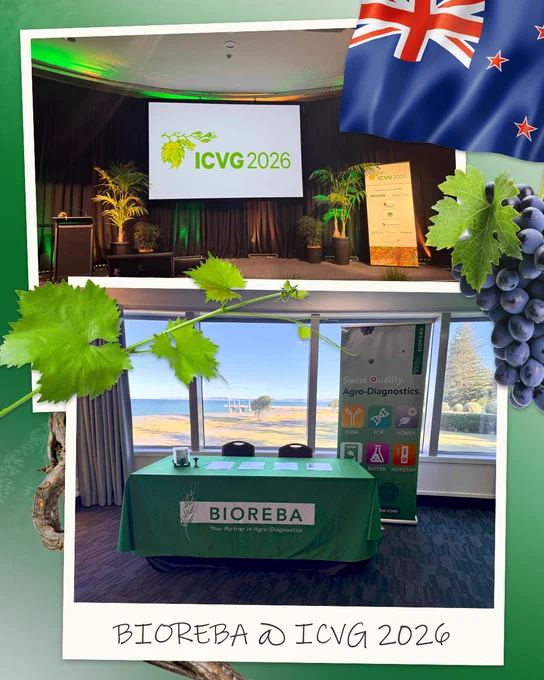 BIOREBA at ICVG (21st conference of the International Council for the Study of Virus and Virus-Like Diseases of the Grapevine) 2026 in Napier, New Zealand.