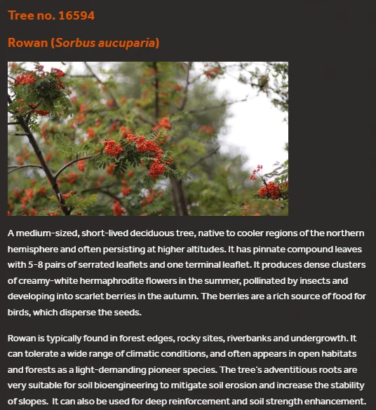 Tree no. 16594
Rowan (Sorbus aucuparia)
Rowan
A medium-sized, short-lived deciduous tree, native to cooler regions of the northern hemisphere and often persisting at higher altitudes. It has pinnate compound leaves with 5-8 pairs of serrated leaflets and one terminal leaflet. It produces dense clusters of creamy-white hermaphrodite flowers in the summer, pollinated by insects and developing into scarlet berries in the autumn. The berries are a rich source of food for birds, which disperse the seeds.

Rowan is typically found in forest edges, rocky sites, riverbanks and undergrowth. It can tolerate a wide range of climatic conditions, and often appears in open habitats and forests as a light-demanding pioneer species. The tree’s adventitious roots are very suitable for soil bioengineering to mitigate soil erosion and increase the stability of slopes. It can also be used for deep reinforcement and soil strength enhancement.