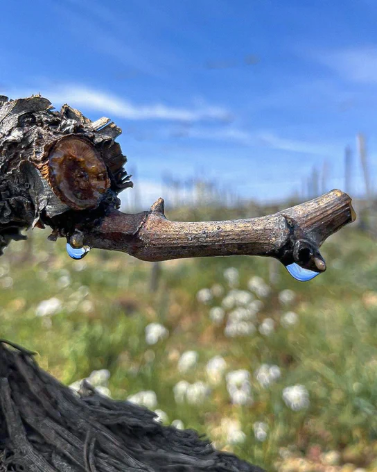 A close-up of a vine shoot in early spring at a Marchesi Frescobaldi vineyard, with blue sky and wildflowers in the background.
