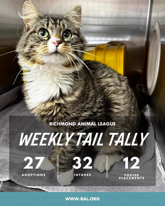 Tabby-and-white cat with wide eyes next to Richmond Animal League stats: 27 adoptions, 32 intakes, 12 fosters.