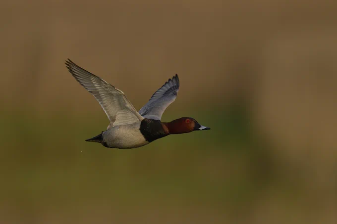 Pochard in flight against a blurred background.