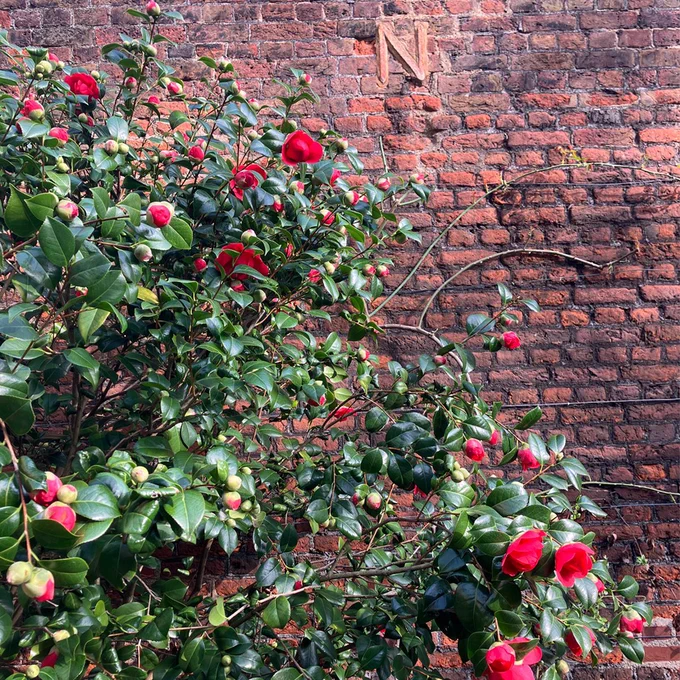 Green leafy bush covered in flowering red camellias and buds, against a brick wall. There is an N on the wall. 