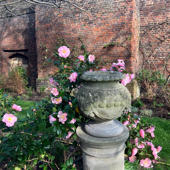 Pale pink camellia bush flowering around a grey stone urn. Old brick wall in the background.  