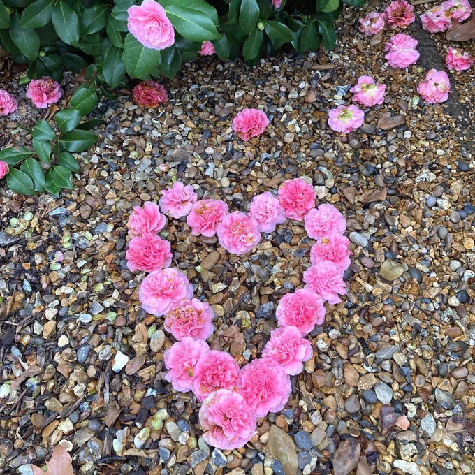 Bright pink camellias arranged on gravel in a heart shape. There is a green leafy bush in the background with pink flowers on it and on the ground. 