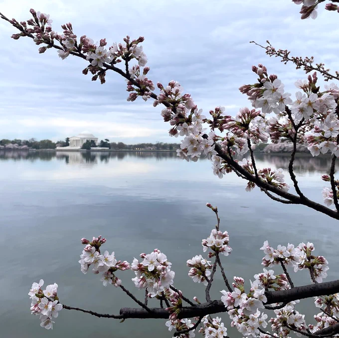 Clusters of cherry blossoms with closed white pedals growing out of pink and green buds on thin tree branches with the Tidal Basin and Jefferson Memorial in the background.