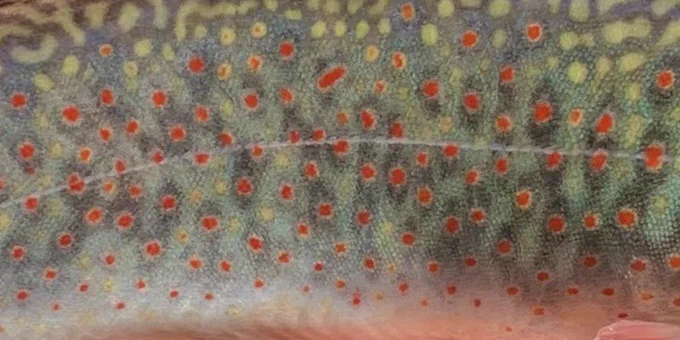 close up of a spotted fish