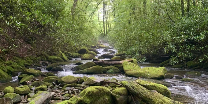 a forested small stream