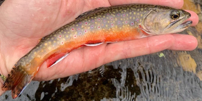 a spotted fish with an orange belly