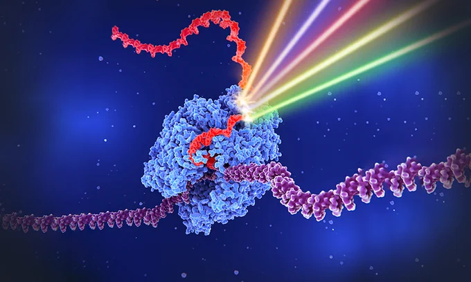 Illustration showing RNA polymerase and four laser lights. Credit: Daniela Velasco/EMBL