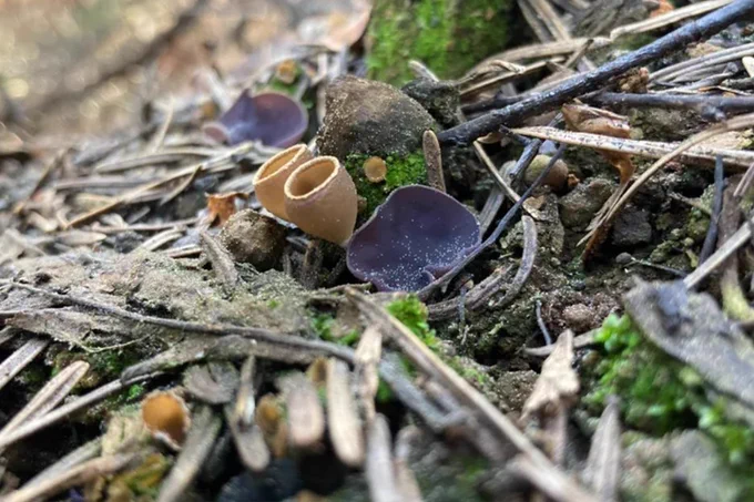 The fire-loving fungus Geopyxis, seen here in 2022, after California’s Caldor Fire, has distinctive brown cups with white rims.
Image credit: Monika Fischer / UBC
