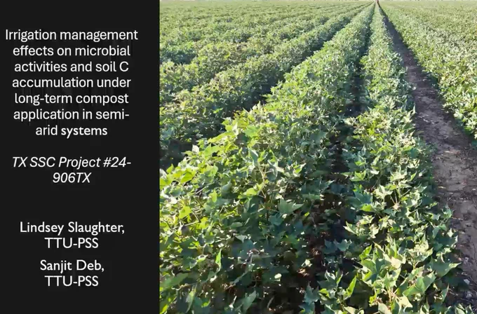 Irrigation Management Effects on Microbial Activities and Soil C Accumulation Under Long-Term Compost Application in Semi-Arid Cotton Systems