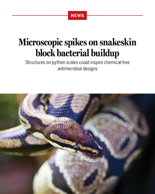 Microscopic spikes on snakeskin block bacterial buildup
Structures on python scales could inspire chemical-free antimicrobial designs