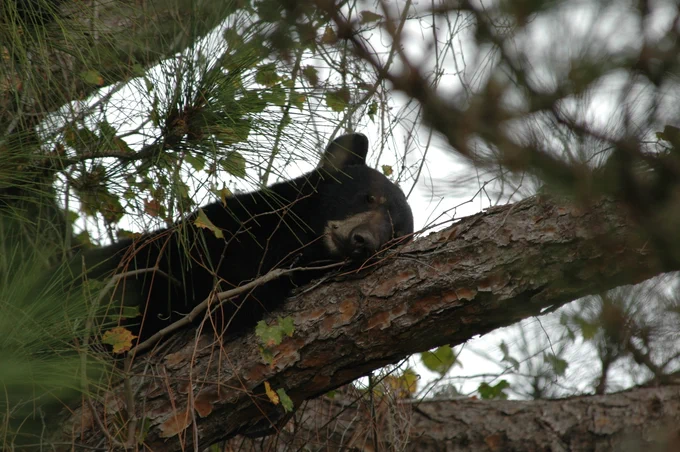 A Florida black bear resting in a tree in a Florida habitat.